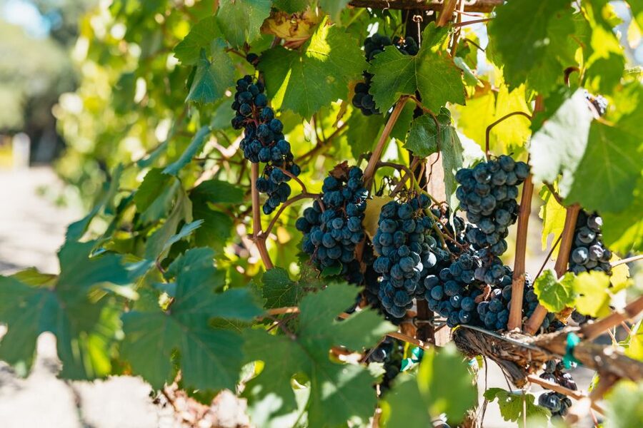 San Francisco: Half-Day Wine Country Excursion with Tastings - Key Points at a Glance