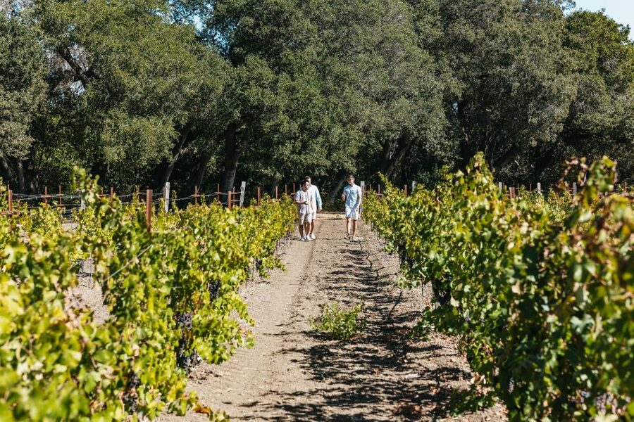 San Francisco: Half-Day Wine Country Excursion with Tastings - What You Actually Get for $109