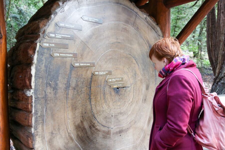 San Francisco: Muir Woods and Sausalito Half-Day Trip - Walking among the redwoods for 90 minutes