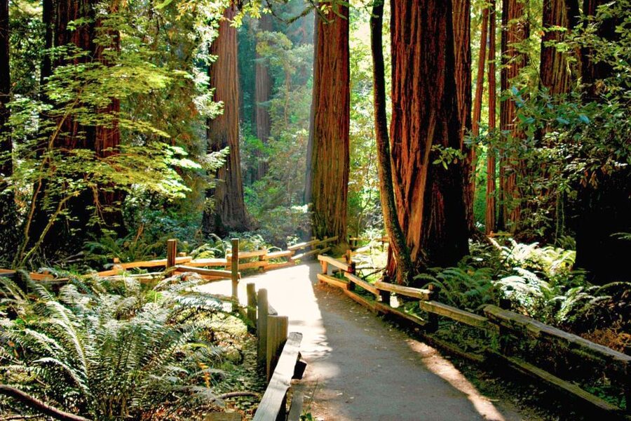 San Francisco: Muir Woods and Sausalito Half-Day Trip - Practical details for a smoother morning