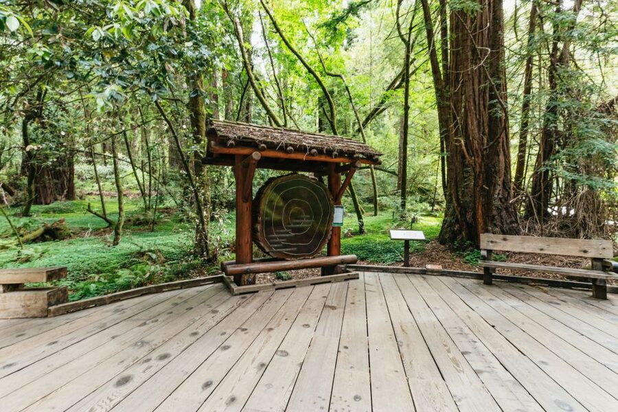 San Francisco: Muir Woods and Sausalito Small-Group Tour - Why this five-hour outing works