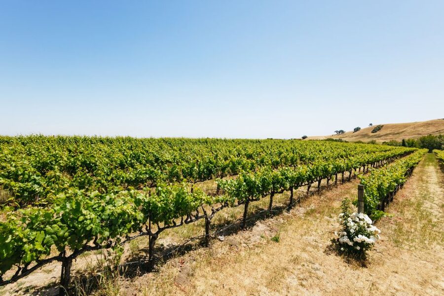 San Francisco: Muir Woods, Napa & Sonoma Valley Wine Tour - The guide and the ride matter