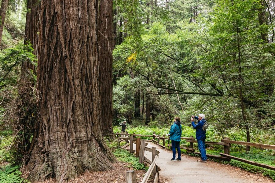 San Francisco: Muir Woods, Napa & Sonoma Valley Wine Tour - Muir Woods and the redwood morning