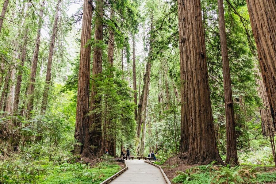 San Francisco: Muir Woods & Sausalito Tour with Ferry Option - What the guides add to the ride