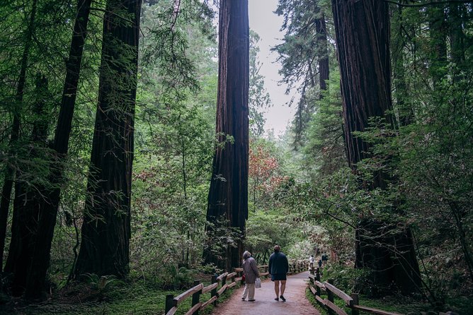 San Francisco Super Saver: Muir Woods & Wine Country w/ optional Gourmet Lunch - First tasting at Ru Vango Winery