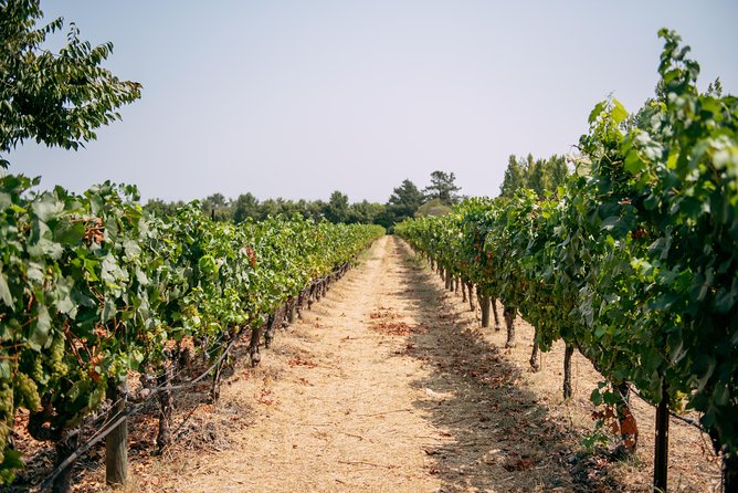 San Francisco Super Saver: Muir Woods & Wine Country w/ optional Gourmet Lunch - Jacuzzi Family Vineyards and The Olive Press
