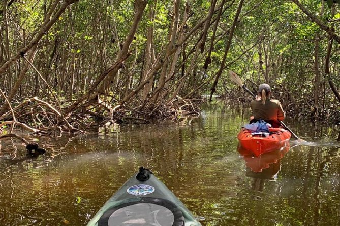 Sarasota Guided Mangrove Tunnel Kayak Tour - Wildlife: exciting, but not promised