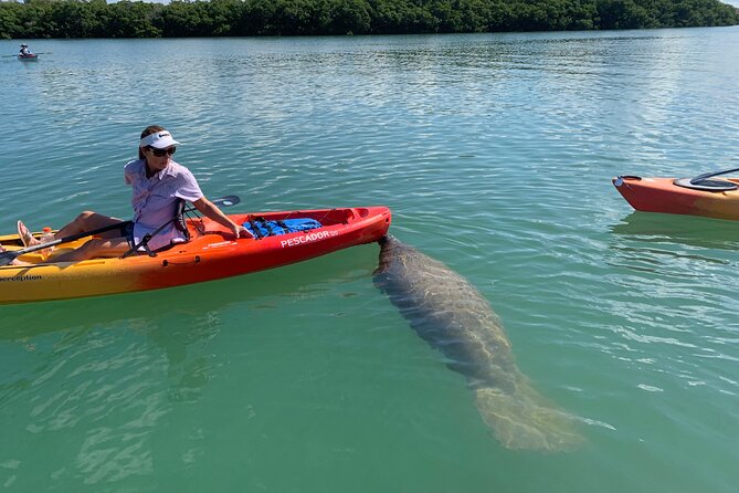 Sarasota Mangrove Tunnel Guided Kayak Adventure - Why the two-hour length works
