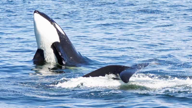 Seattle: Half-Day Wildlife and Whale Watching Cruise - Leaving Pier 69 for the Salish Sea
