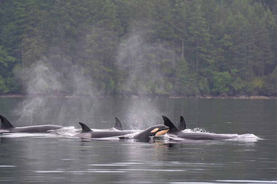 Seattle: Half-Day Wildlife and Whale Watching Cruise - Finding orcas, humpbacks, gray whales, and minke whales