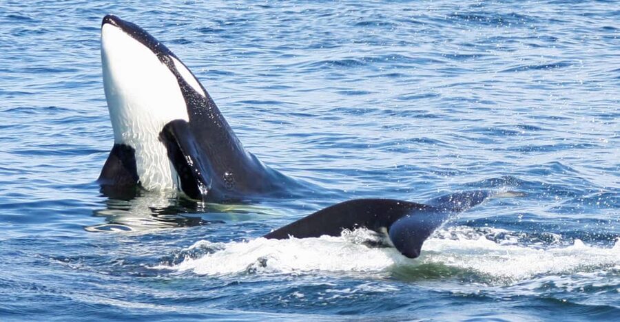 Seattle: Half-Day Wildlife and Whale Watching Cruise - Why the naturalist guide matters