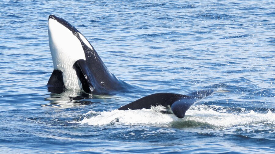 Seattle: Half-Day Wildlife and Whale Watching Cruise - Is $148 a fair price?