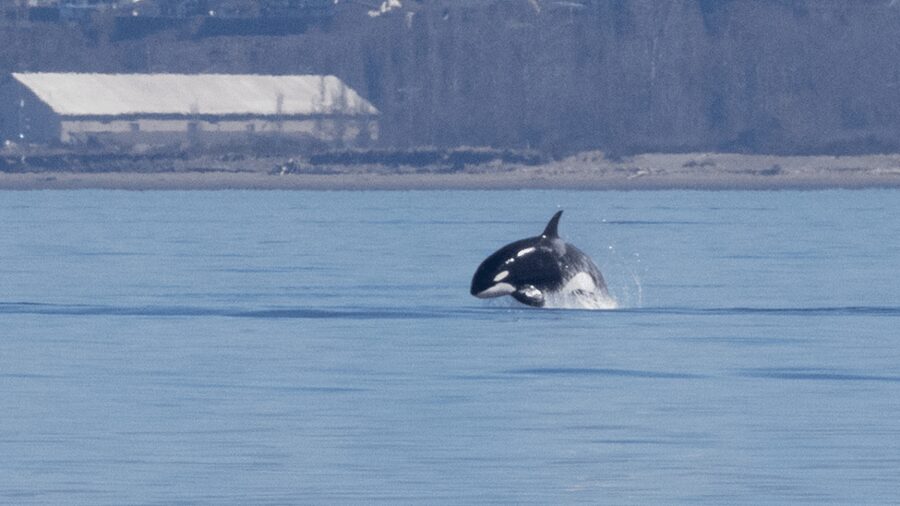 Seattle: Half-Day Wildlife and Whale Watching Cruise - Who will enjoy this half-day outing