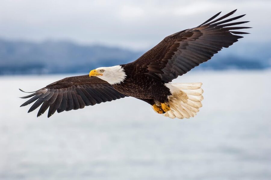 Seattle: Half-Day Wildlife and Whale Watching Cruise - The boat ride is part of the experience