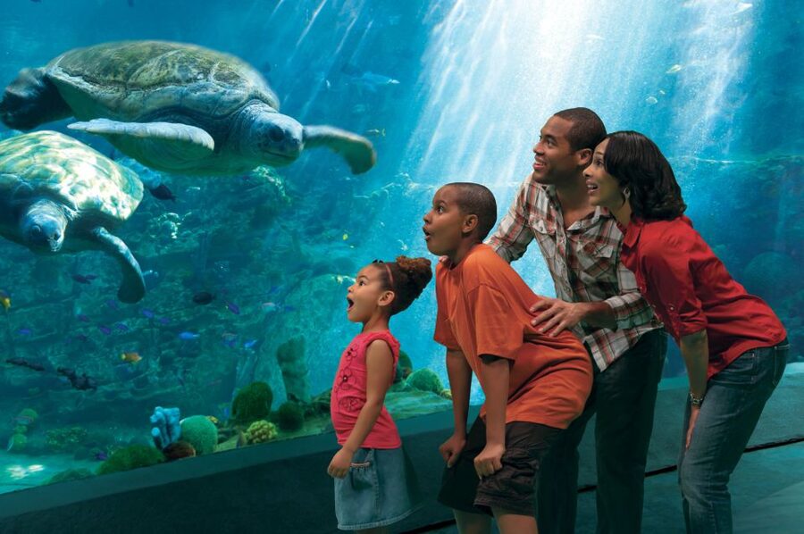 SeaWorld Orlando: Park Admission Ticket - Mako, Manta, and Pipeline: the main reason to come