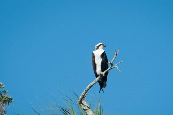 See Crystal River - Mantee & Wildlife Viewing Cruise - Why Crystal River is one of Florida’s best places for manatees