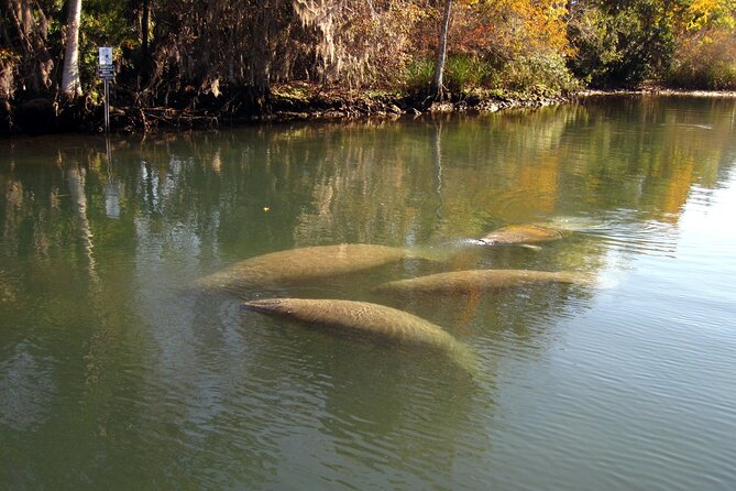 See Crystal River - Mantee & Wildlife Viewing Cruise - The 90-minute boat route