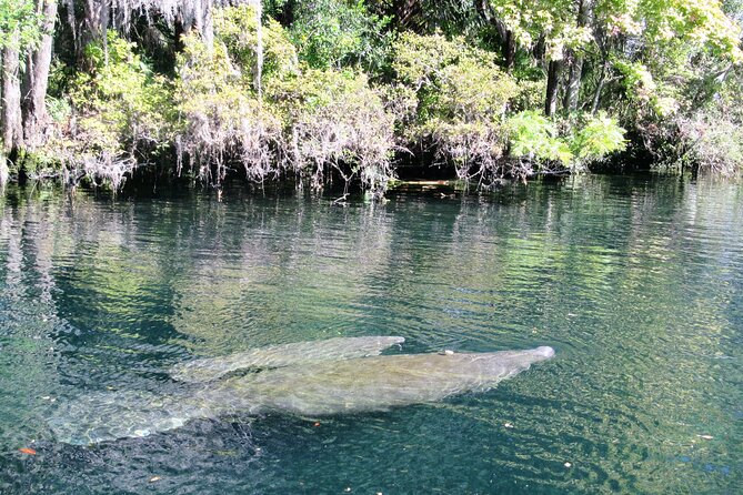 See Crystal River - Mantee & Wildlife Viewing Cruise - What you may see from the boat