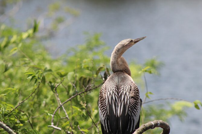 See Crystal River - Mantee & Wildlife Viewing Cruise - Clear water, changing conditions, and honest expectations