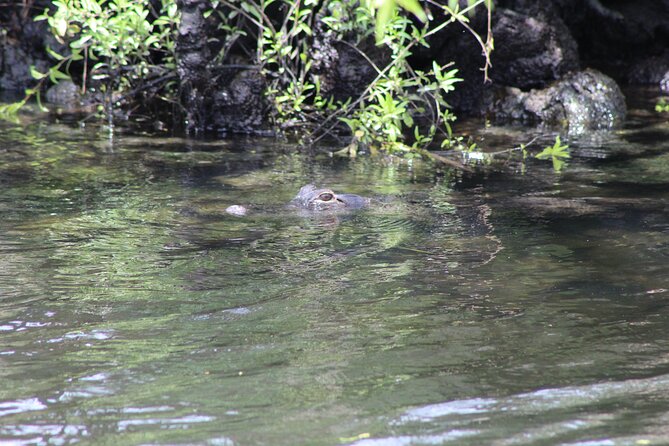 See Crystal River - Mantee & Wildlife Viewing Cruise - The captains make a real difference