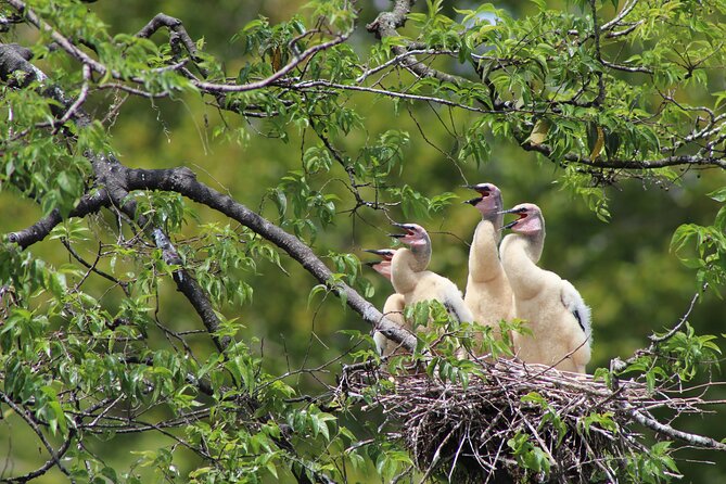 See Crystal River - Mantee & Wildlife Viewing Cruise - Is $42.95 a fair price?