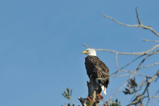 See Crystal River - Mantee & Wildlife Viewing Cruise - Who should book this Crystal River cruise?