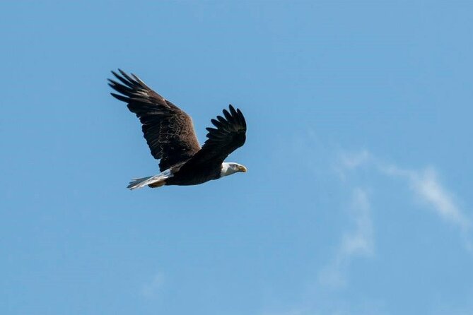 See Crystal River - Mantee & Wildlife Viewing Cruise - Boarding at 135 NE 3rd Street