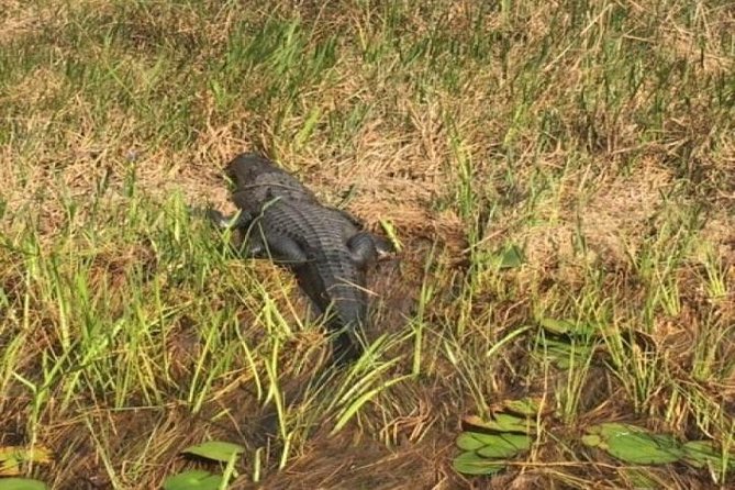 Semi-Private 1-Hour Airboat Tour of Miami Everglades - Key points before you book