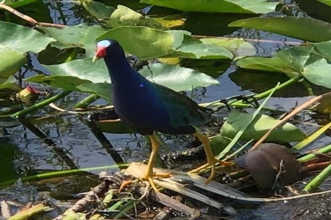 Semi-Private 1-Hour Airboat Tour of Miami Everglades - What this one-hour Everglades ride is really like