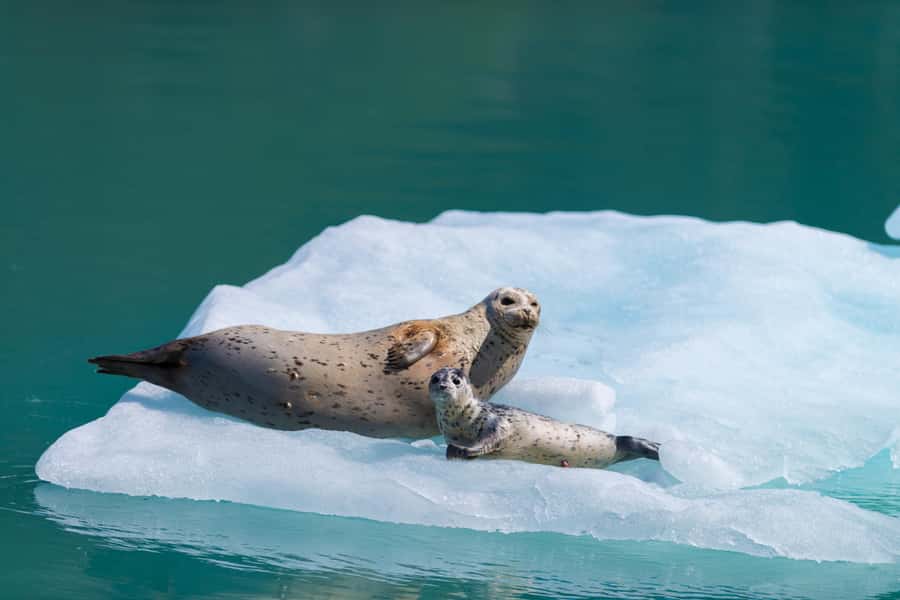 Seward: Kenai Fjords National Park Catamaran Cruise w/Lunch - Getting close to a tidewater glacier