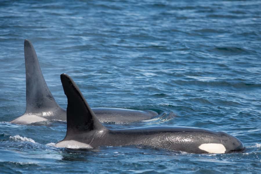Seward: Kenai Fjords National Park Catamaran Cruise w/Lunch - Lunch, seating, and life aboard the catamaran