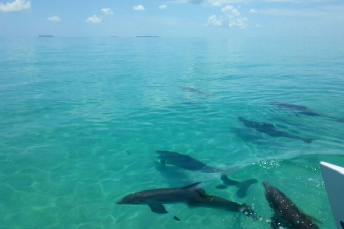 Shallow Water Snorkeling and Dolphin Watching in Key West - Snacks, tropical fruit, beer, and wine