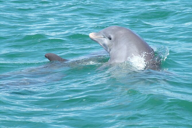 Shallow Water Snorkeling and Dolphin Watching in Key West - Is $108.91 a fair price?