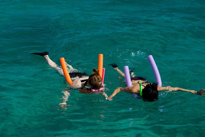 Shallow Water Snorkeling and Dolphin Watching in Key West - Watching wild dolphins near Key West