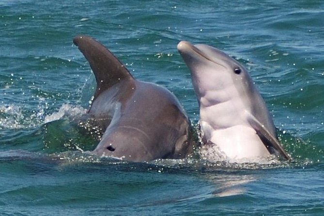 Shark and Wildlife Viewing Adventure in Key West - Key points to know before you book