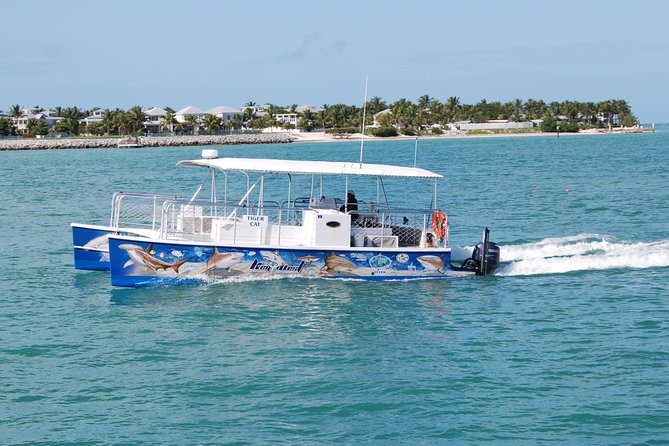 Shark and Wildlife Viewing Adventure in Key West - What you can expect to see