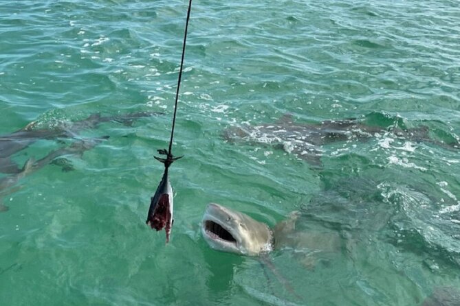 Shark and Wildlife Viewing Adventure in Key West - The guides make the difference