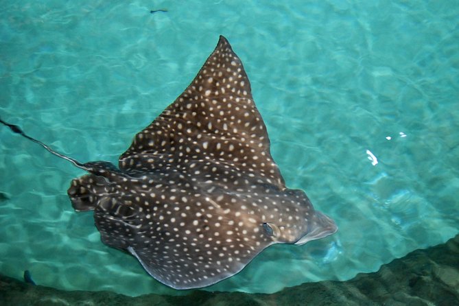 Shark and Wildlife Viewing Adventure in Key West - Who will enjoy this most?