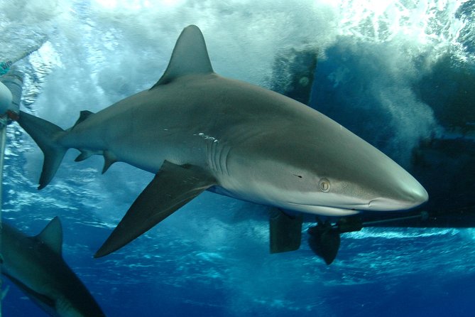 Shark Cage Diving on Oahu’s North Shore - Key things to know before booking