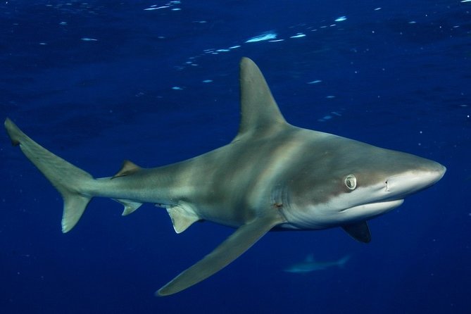 Shark Cage Diving on Oahu’s North Shore - What the guides add to the experience