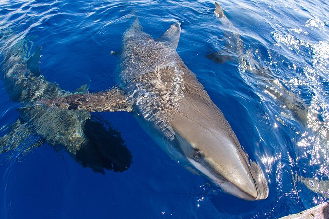 Shark Cage Diving on Oahu’s North Shore - Water conditions, comfort, and safety