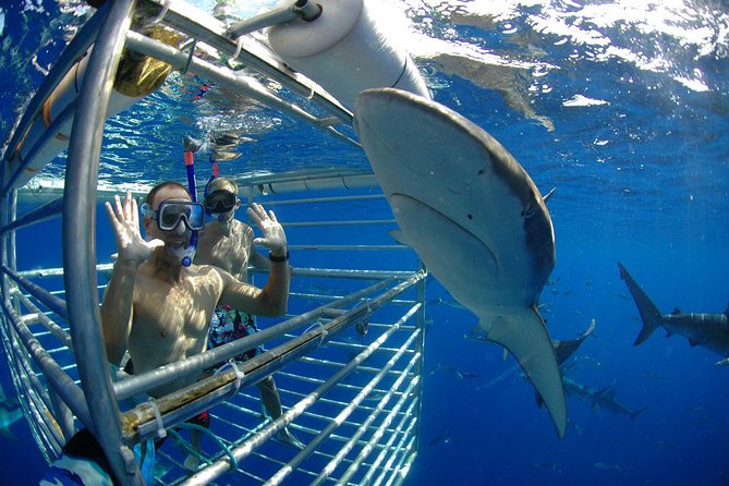 Shark Cage Diving on Oahu’s North Shore - Meeting Galapagos and Sandbar sharks