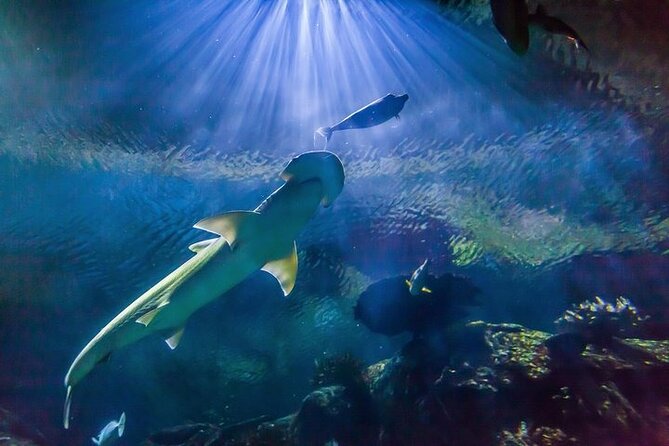 Shark Reef at Mandalay Bay Hotel and Casino - Key points at a glance