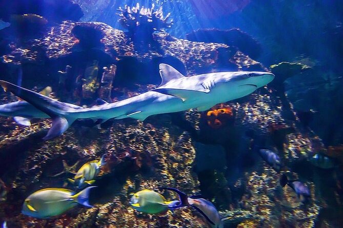 Shark Reef at Mandalay Bay Hotel and Casino - The Shipwreck tank and two underwater tunnels