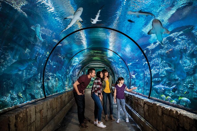 Shark Reef at Mandalay Bay Hotel and Casino - The Undersea Explorer VR Experience