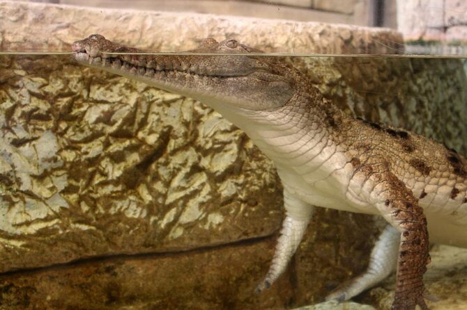 Shark Reef at Mandalay Bay Hotel and Casino - Is $29.75 a fair price?