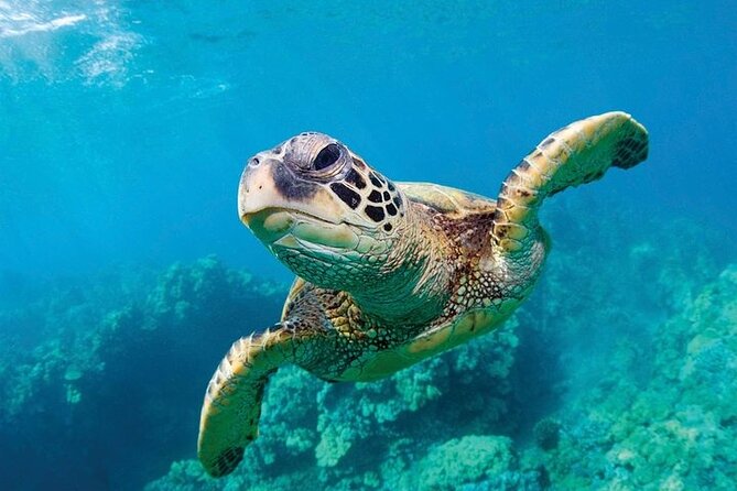 Shark Reef at Mandalay Bay Hotel and Casino - Who will enjoy Shark Reef most?