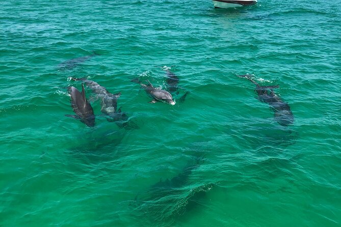 Shell Island Snorkel and Dolphin Catamaran Cruise with Island Time - Shell Island: beach time with room to choose