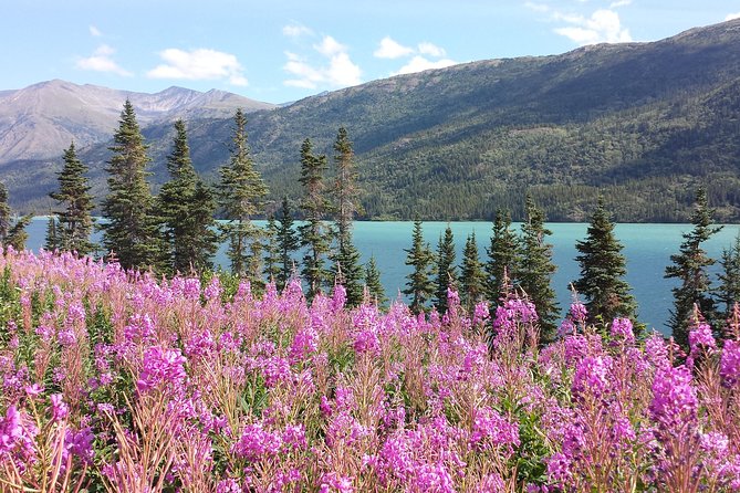 Skagway Shore Excursion: Half-Day Tour to the Yukon Border and Suspension Bridge - Key points to know before booking