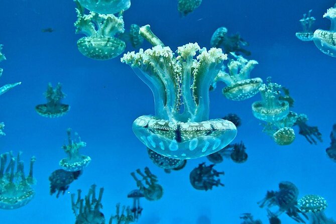 Skip the Ticketing Line: Aquarium of the Pacific General Admission Ticket - Key Points